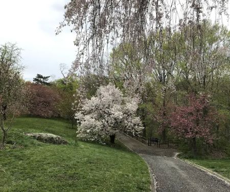 Cherry Collection, NYBG