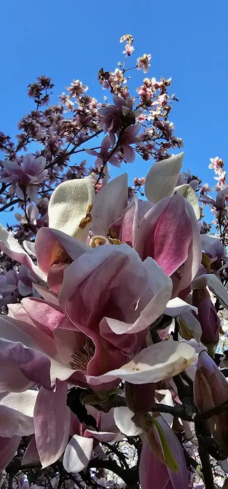 Magnolia Collection Picture 2