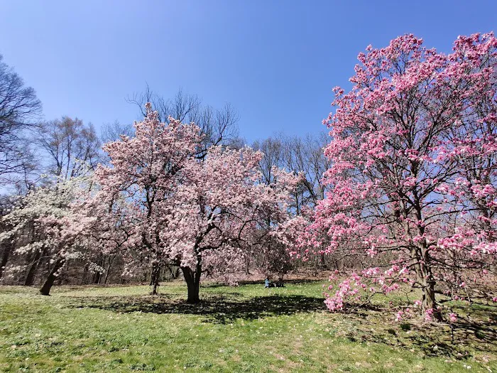 Magnolia Collection Picture 8