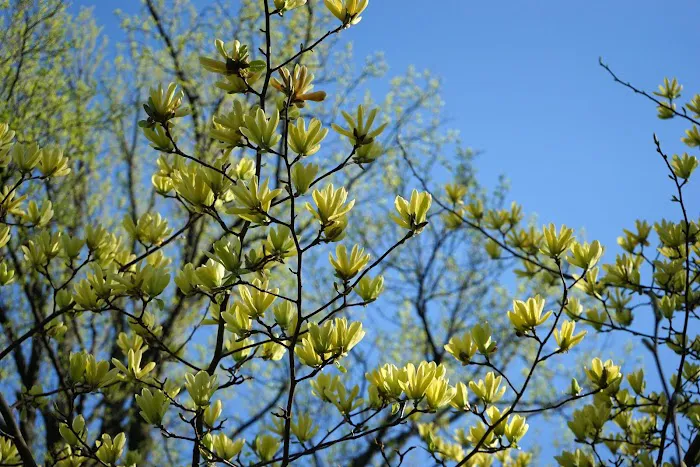 Magnolia Collection Picture 6