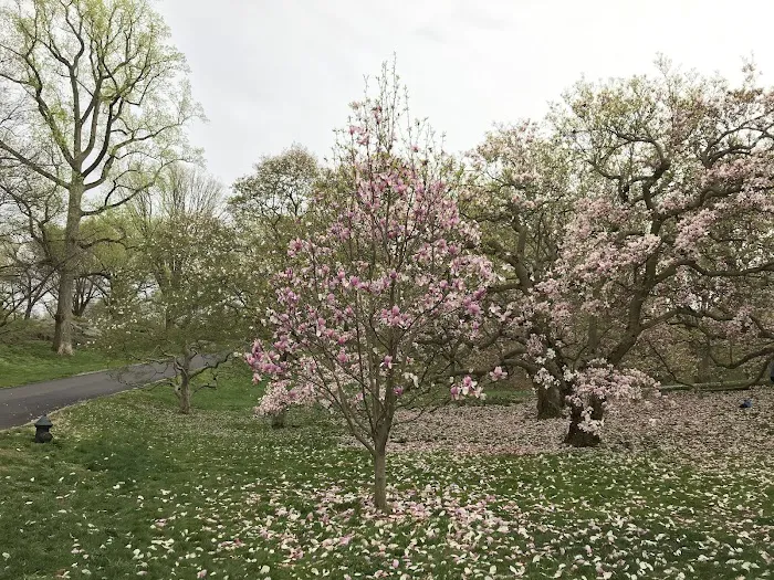 Magnolia Collection Picture 1