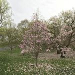 Magnolia Collection