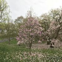 Magnolia Collection ico