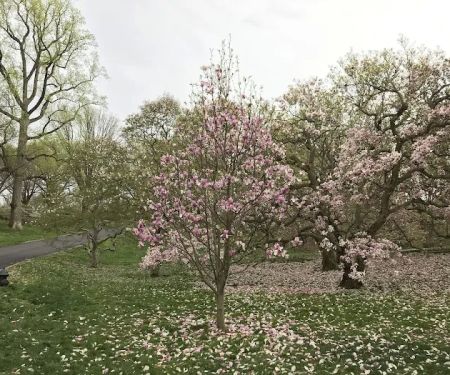 Magnolia Collection