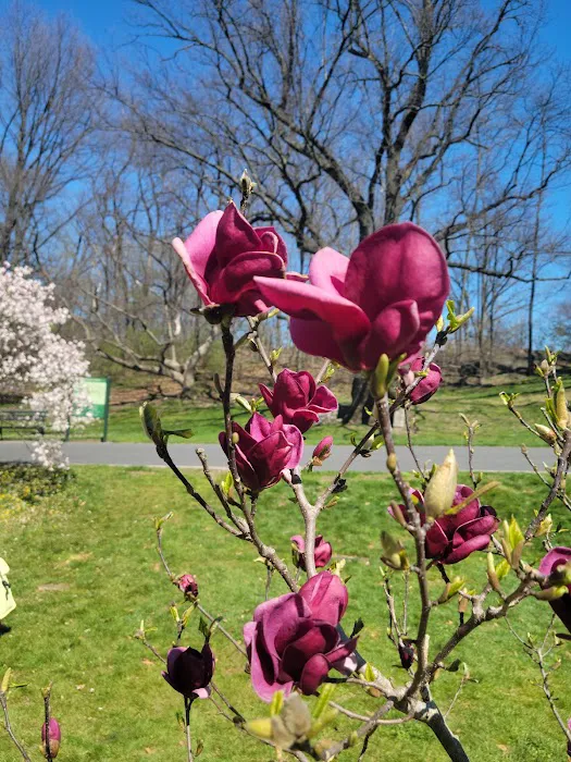 Magnolia Collection Picture 7