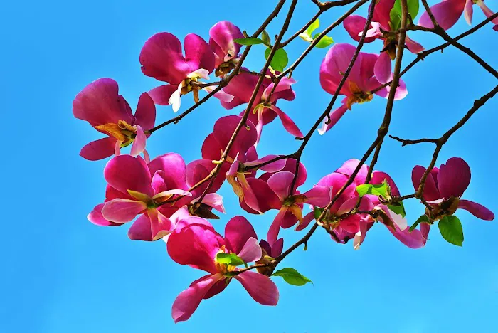 Magnolia Collection Picture 5