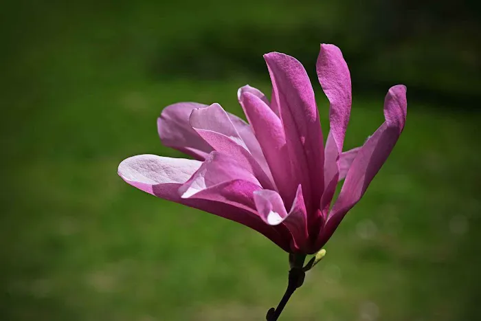 Magnolia Collection Picture 9