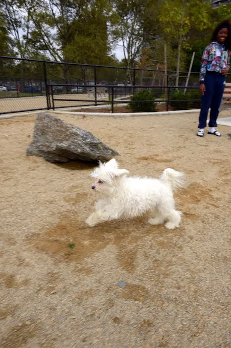 Soundview Park Dog Run Picture 6