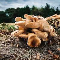 Folly Tree Arboretum ico