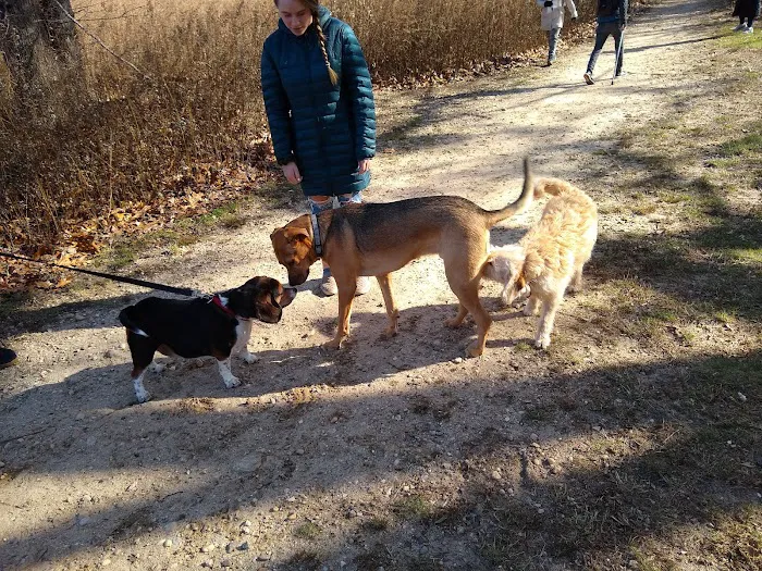 Springs Park Dog Park Picture 7