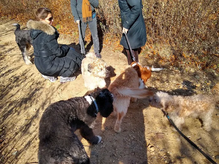 Springs Park Dog Park Picture 10