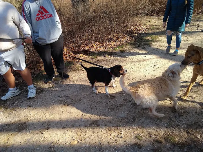 Springs Park Dog Park Picture 5