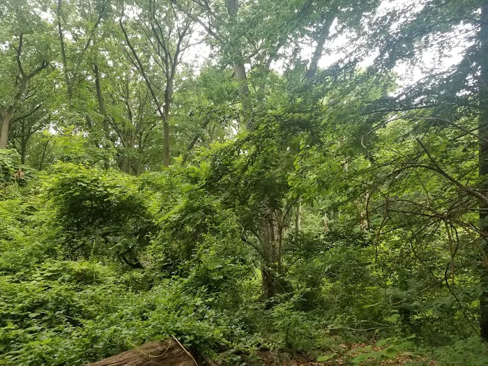 Jackson Pond Playground Picture 5