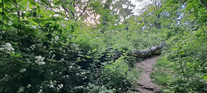 Forest Park Picture 8
