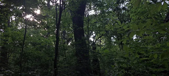 Forest Park Picture 5