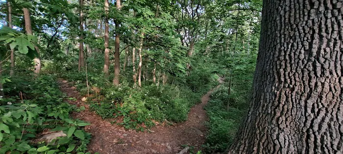 Forest Park Picture 7