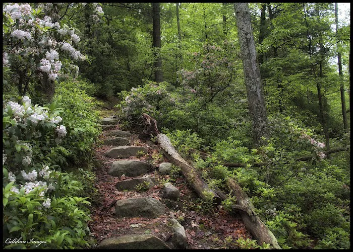 Forest Park Blue Trail Head Picture 9