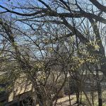 Forest Park