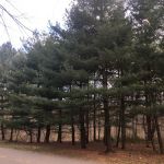 North Forest Park