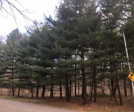 North Forest Park