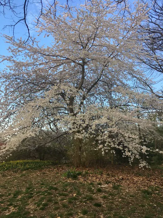 North Forest Park Picture 3