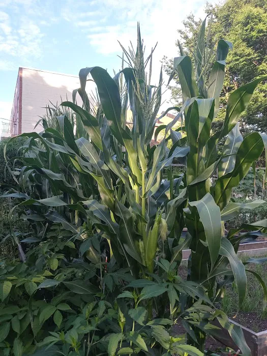 Sparrow's Nest Community Garden Picture 3