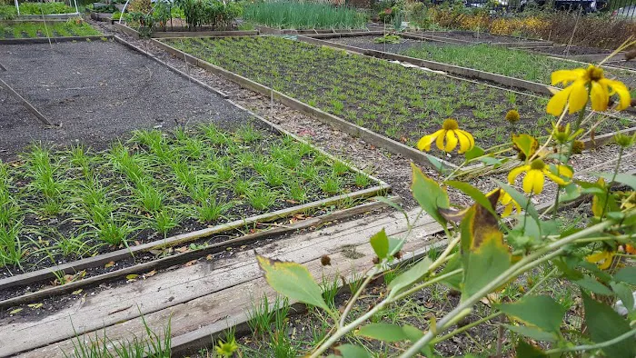 Sparrow's Nest Community Garden Picture 5