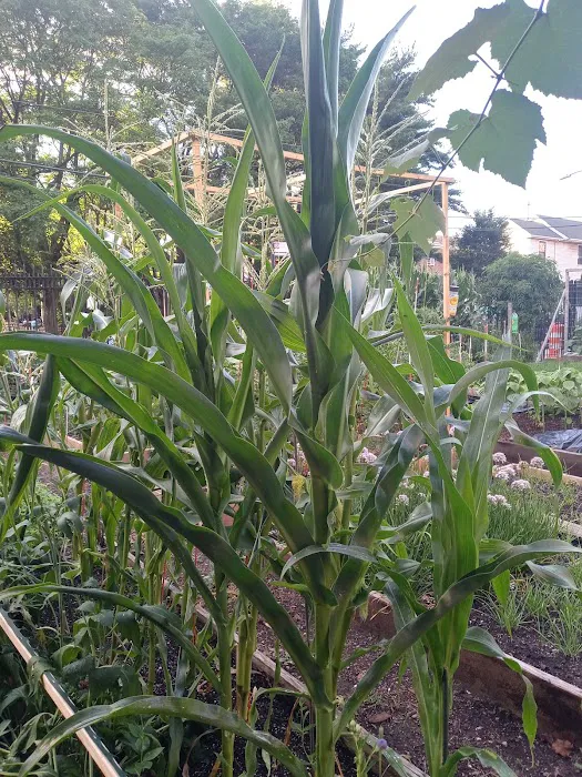 Sparrow's Nest Community Garden Picture 4