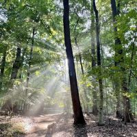 Nature Study Woods ico