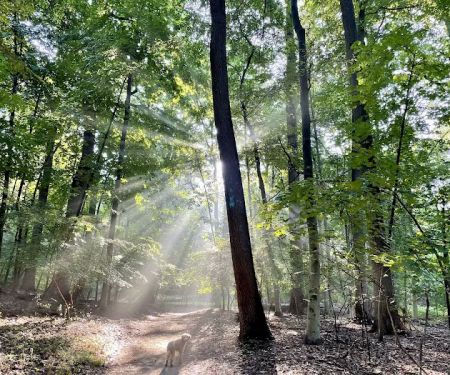 Nature Study Woods