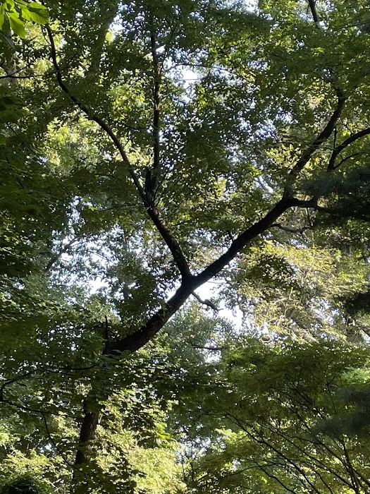 Nature Study Woods Picture 4