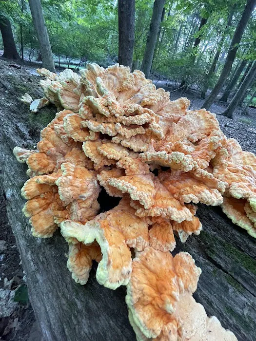 Nature Study Woods Picture 2