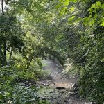 Hunt's Woods Park