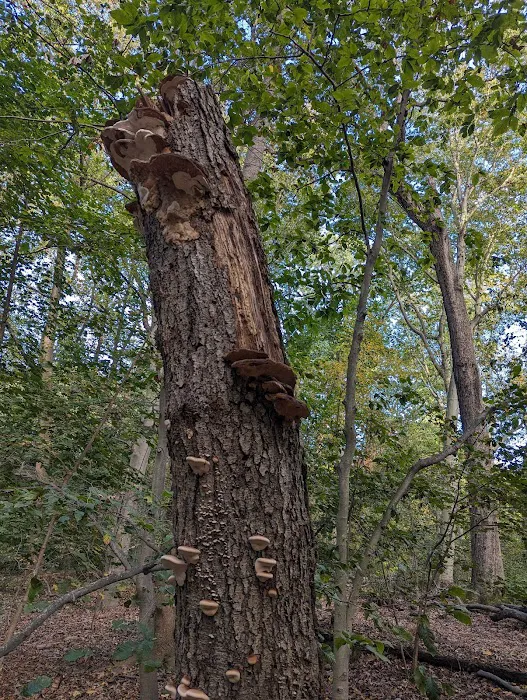 Hunt's Woods Park Picture 8