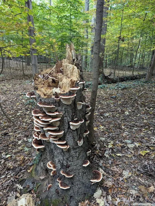 Hunt's Woods Park Picture 2