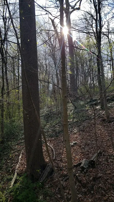 Hunt's Woods Park Picture 7