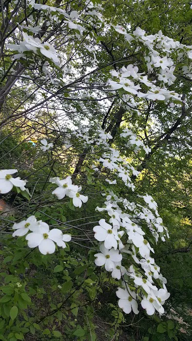 Shoelace Park Picture 9