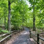 Thain Family Forest