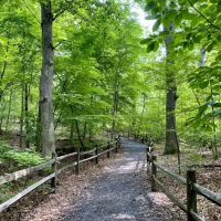 Thain Family Forest ico