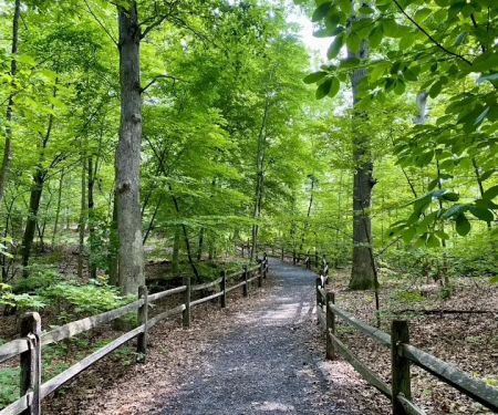 Thain Family Forest