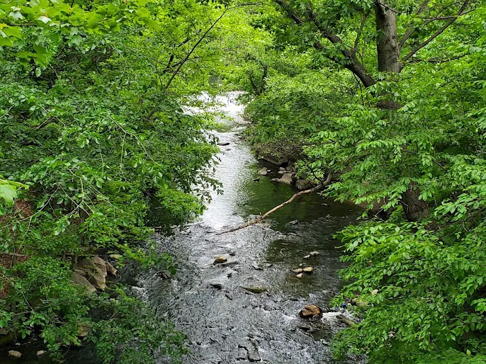Thain Family Forest Picture 9