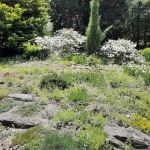Rock Garden, NYBG