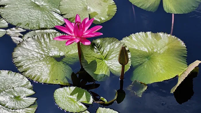 New York Botanical Garden Picture 1