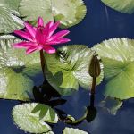 New York Botanical Garden