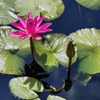 New York Botanical Garden ico