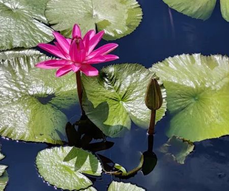 New York Botanical Garden