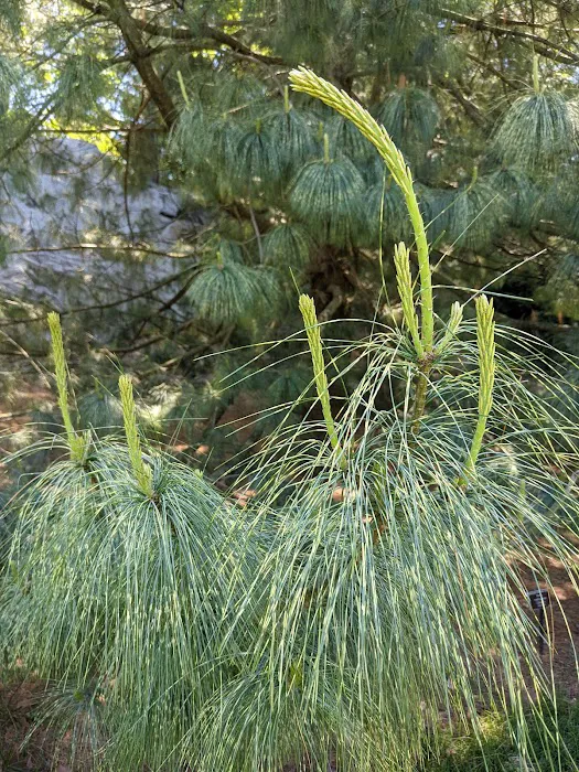 Benenson Ornamental Conifers, NYBG Picture 8