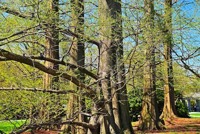 Benenson Ornamental Conifers, NYBG Picture 6