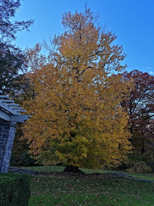 Benenson Ornamental Conifers, NYBG Picture 7