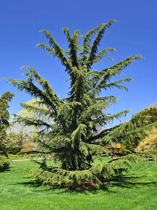 Benenson Ornamental Conifers, NYBG Picture 4